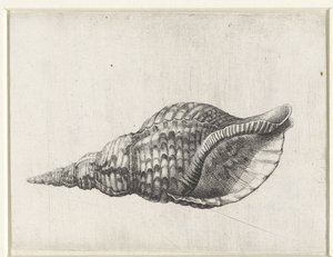 Schelp, charonia tritonis Schelpen (Serientitel)