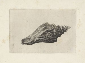 Schnecke, hemifusus ternatanus von Wenceslaus Hollar