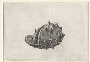 Schnecke, Melongena Melongena (Schnecken)