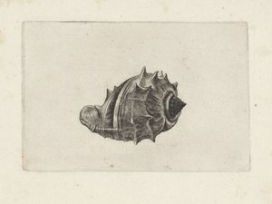 Schnecke, Melongena Melongena von Wenceslaus Hollar