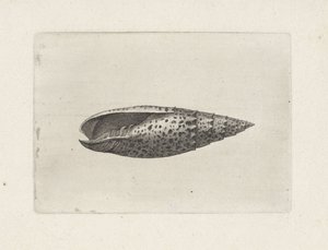 Schnecke, Mitra papalis Muscheln (Serientitel)