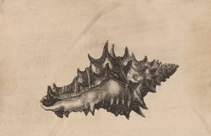 Shell Vasum ceramicum, ca. 1645