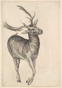 Hirsch, 1625-77 von Wenceslaus Hollar