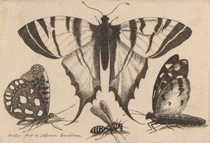 Drei Schmetterlinge und eine Wespe, 1646
