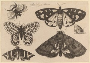 Drei Motten, zwei Schmetterlinge und eine Hummel von Wenceslaus Hollar