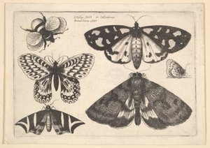 Drei Motten, zwei Schmetterlinge und eine Hummel, 1646 von Wenceslaus Hollar