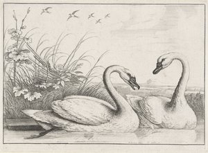 Zwei Schwäne von Wenceslaus Hollar