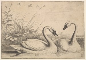 Zwei Schwäne von Wenceslaus Hollar