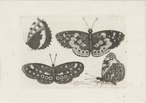 Vier Schmetterlinge (Insekten, Muscarum Scarabeorum)