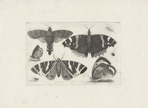 Vier Schmetterlinge, eine Motte, zwei Käfer und eine Fliege