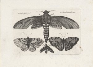 Schmetterlinge und eine Motte von Wenceslaus Hollar