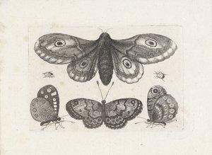 Schmetterlinge, Käfer und eine Motte von Wenceslaus Hollar