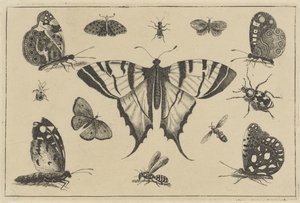 Schmetterlinge, Wespe und andere Insekten