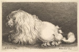 Weißer Hund