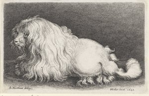 Weißer Hund