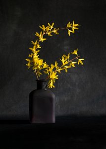 Gelbe Forsythienvase von Wendy Xu