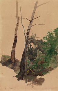 Zwei nackte Birkenstämme und Sträucher von Werner Holmberg