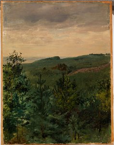 Fichtenjungpflanzen in sandigem Boden, Studie von Werner Holmberg