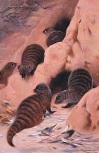Bindenmungo, Illustration aus Wildlife of the World, ca. 1910 von Wilhelm Kuhnert
