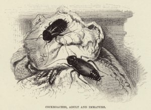 Kakerlaken, erwachsen und unreif von Wilhelm Kuhnert