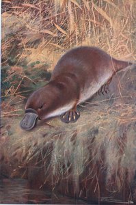 Schnabeltier, Illustration aus Wildlife of the World, ca. 1910