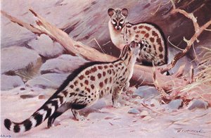 Dungola-Genette, Illustration aus Wildlife of the World, ca. 1910 von Wilhelm Kuhnert