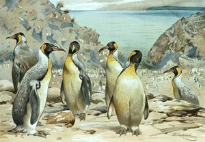 Kaiserpinguin, Tafel aus "Brehms Tierleben: Allgemeine Kunde des Tierreichs", Bd. 6, S. 170, veröffentlicht vom Bibliographischen Institut
