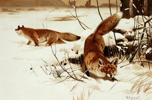 Fuchs, Tafel aus "Brehms Tierleben: Allgemeine Kunde des Tierreichs", Bd.2, S.174, veröffentlicht vom Bibliographischen Institut von Wilhelm Kuhnert