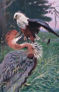 Riesenreiher und Seeadler, Illustration aus Wildlife of the World, ca. 1910 von Wilhelm Kuhnert