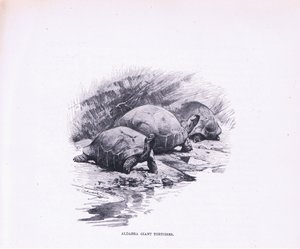 Riesenschildkröten, Illustration aus Wildlife of the World, ca. 1910