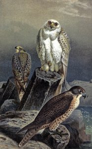 Jagdfalke, ca. 1910 von Wilhelm Kuhnert