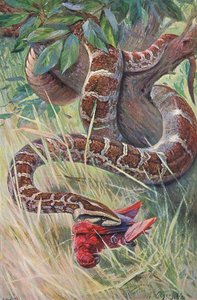 Indischer Python, aus Die Tierwelt der Welt, veröffentlicht von Frederick Warne & Co, ca. 1900