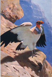 Königsgeier, aus Die Tierwelt der Welt, veröffentlicht von Frederick Warne & Co, ca. 1900