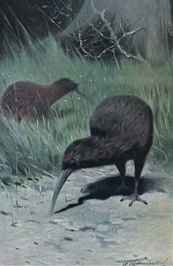 Kiwi, Illustration aus Wildlife of the World, ca. 1910 von Wilhelm Kuhnert