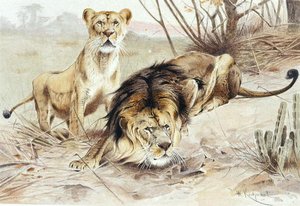Löwe, Tafel aus "Brehms Tierleben: Allgemeine Kunde des Tierreichs", Bd.1, S.453, veröffentlicht vom Bibliographischen Institut von Wilhelm Kuhnert