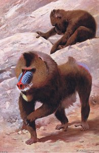 Mandrill, Illustration aus Wildlife of the World, ca. 1910 von Wilhelm Kuhnert