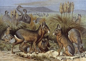Mara oder Patagonischer Hase von Wilhelm Kuhnert