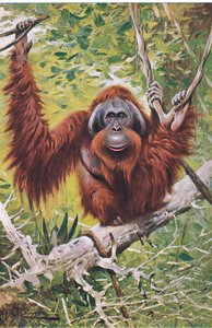 Orang-Utan, aus Die Tierwelt der Welt, veröffentlicht von Frederick Warne & Co, ca. 1900 von Wilhelm Kuhnert