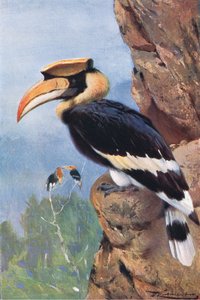 Hornvogel, aus Die Tierwelt der Welt, veröffentlicht von Frederick Warne & Co, ca. 1900