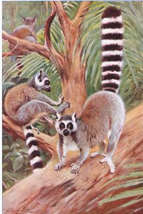 Katta, Illustration aus Wildlife of the World, ca. 1910