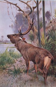 Sambar, aus Die Tierwelt der Welt, veröffentlicht von Frederick Warne & Co, ca. 1900 von Wilhelm Kuhnert