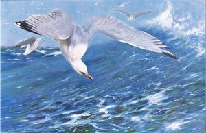 Silbermöwe, aus Die Tierwelt der Welt, veröffentlicht von Frederick Warne & Co, ca. 1900