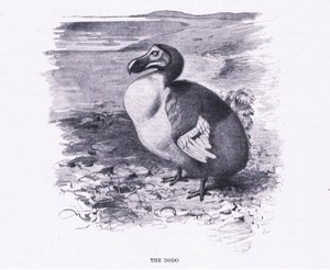 Der Dodo, Illustration aus Wildlife of the World, ca. 1910 von Wilhelm Kuhnert