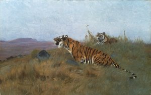 Tiger, die ihre Beute verfolgen