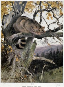Wildkatze - Aquarell von Wilhelm Ruhnert