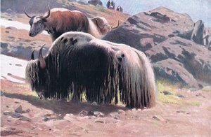Yak, aus Die Tierwelt der Welt, veröffentlicht von Frederick Warne & Co, ca. 1900