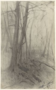 Bäume in einem Wald