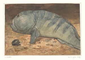 Seitenansicht eines Fisches
