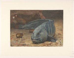 Seewolf auf dem Boden eines Aquariums von Willem Arnoldus Witsen