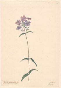 Zweig einer Phlox